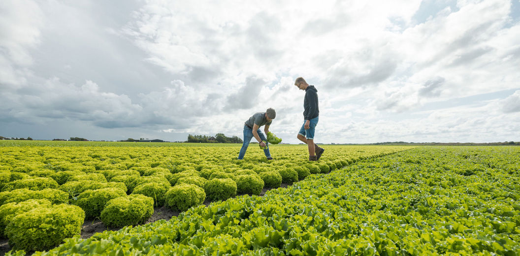 boeren aan het werk in het land