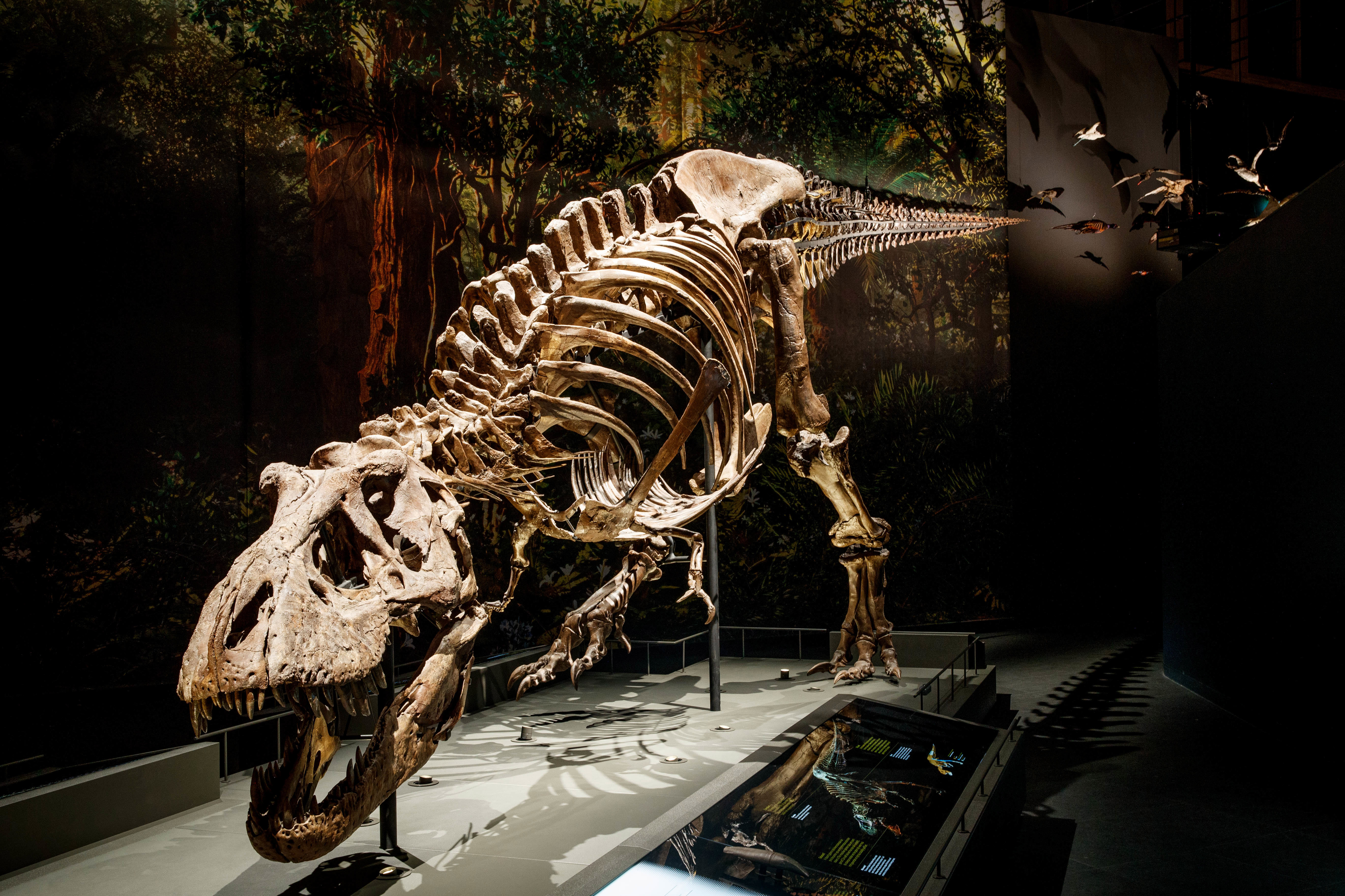 Dinotijd Trex Zonder Publiek Mike Bink Fotografie