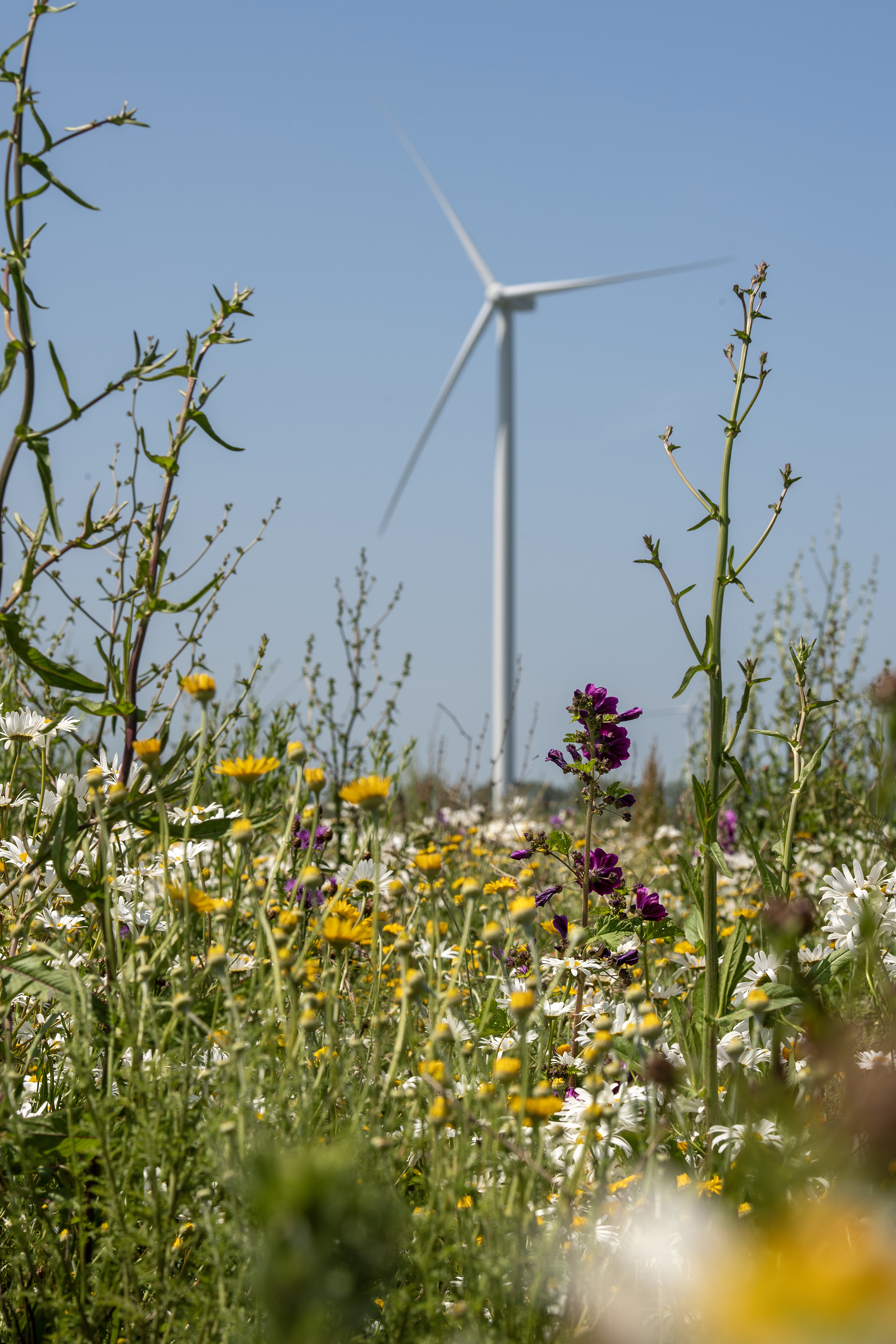 069Rd Windpark Vattenfall Asr