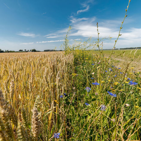 bloemen op landbouwgrond